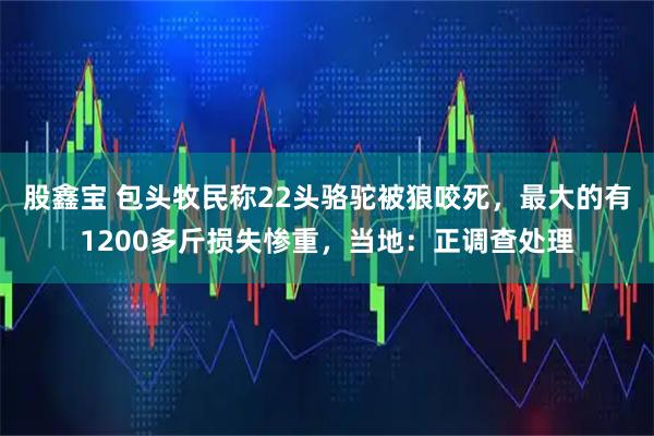 股鑫宝 包头牧民称22头骆驼被狼咬死，最大的有1200多斤损失惨重，当地：正调查处理